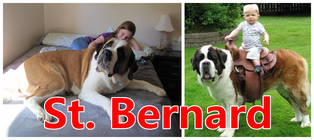 St. Bernard dog02.jpg