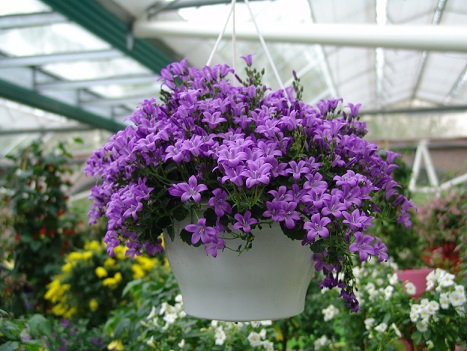 适合盆栽的风铃品种: 丹麦风铃草 ▲聚花风铃 ▲阔叶风铃 ▲阔叶